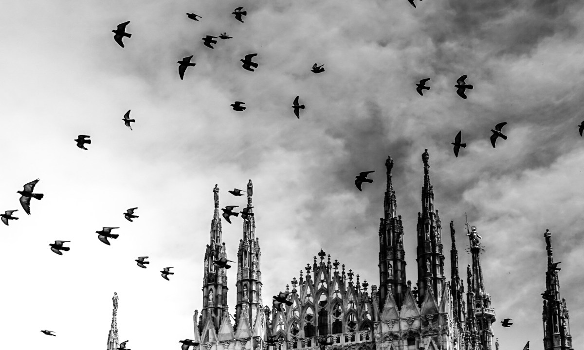 palomas volando como quitar el excremento de aves de autos y superficies