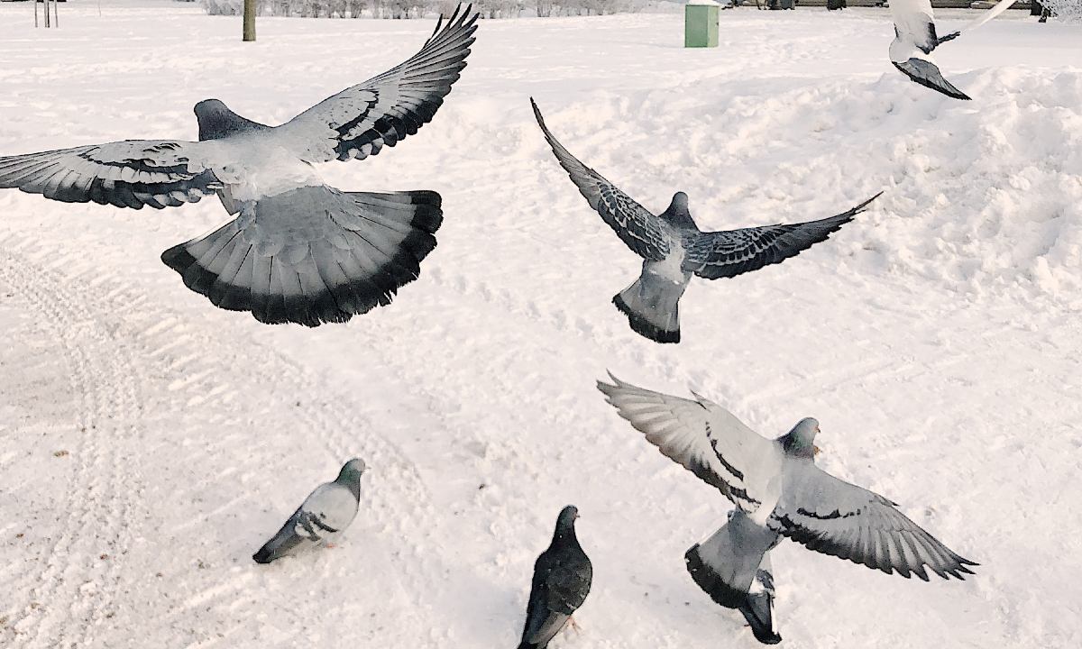 palomas volando como quitar el excremento de aves de autos y superficies