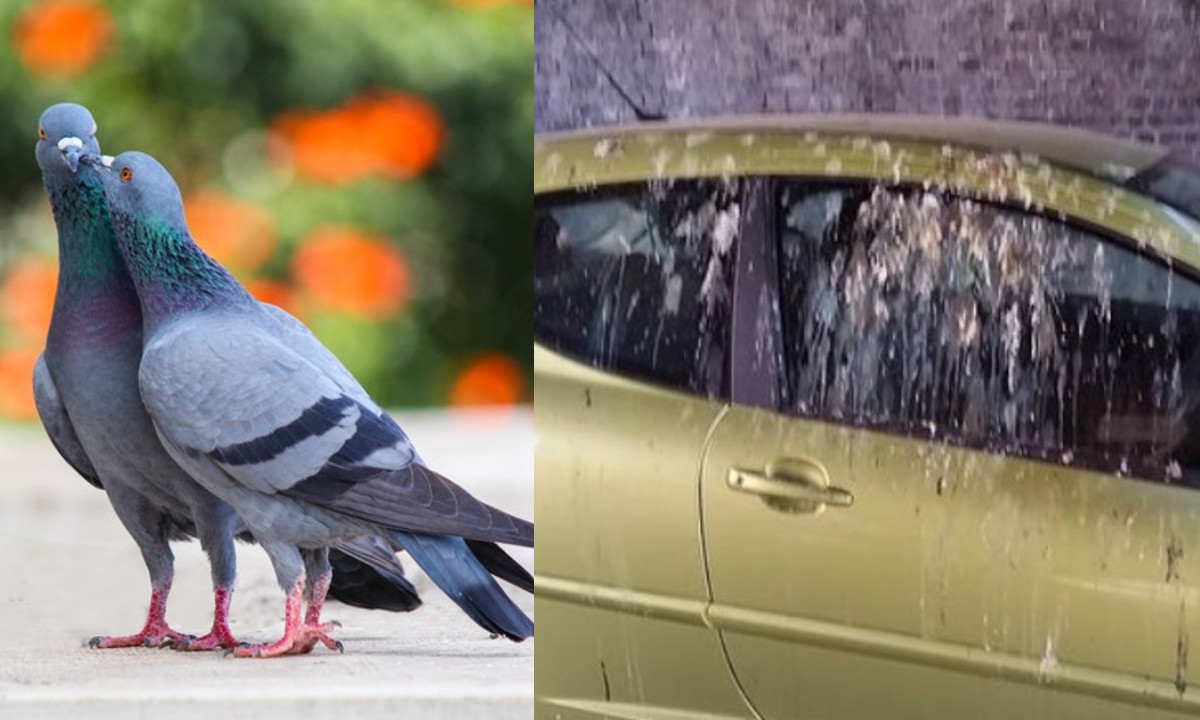 este método te ayudará a retirar la popo de paloma de tu auto y otras superficies