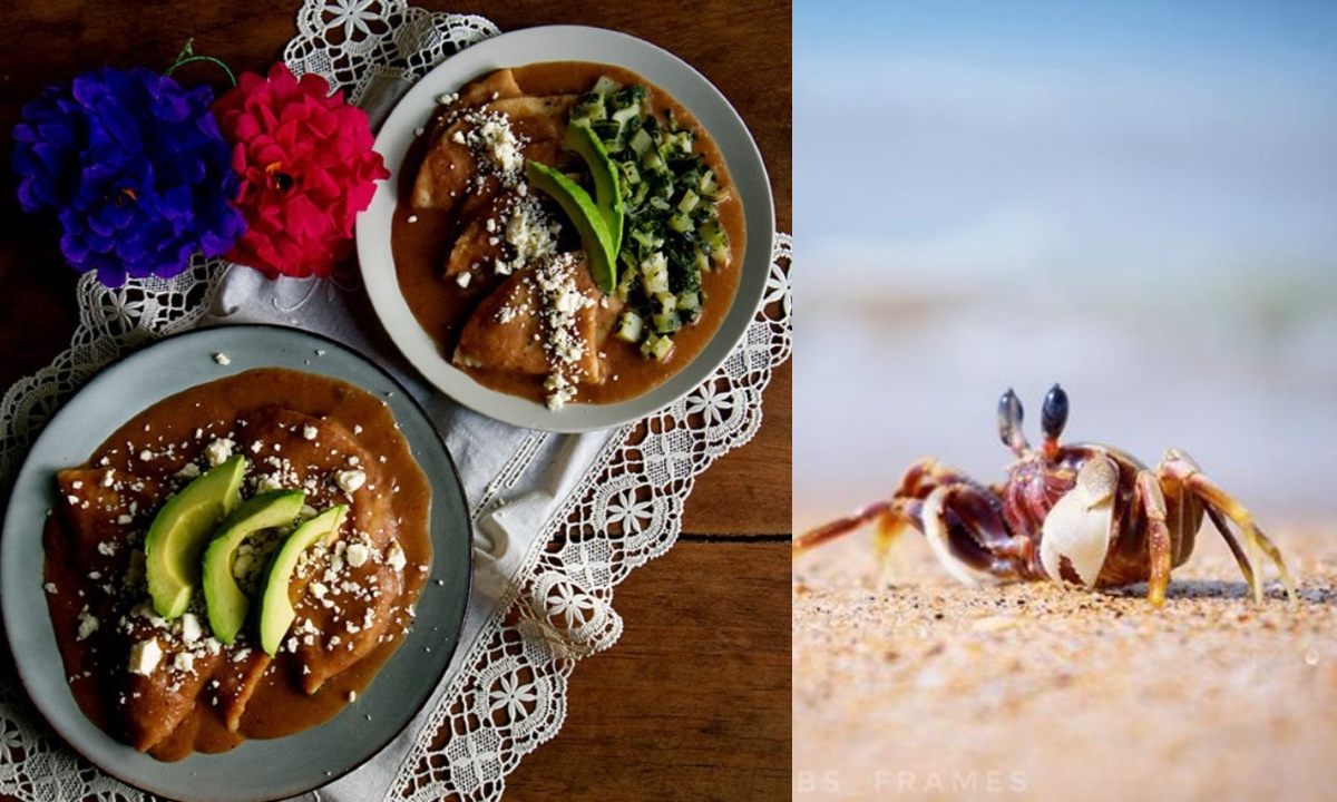 receta de enfrijoladas de cangrejo del chef benito molina