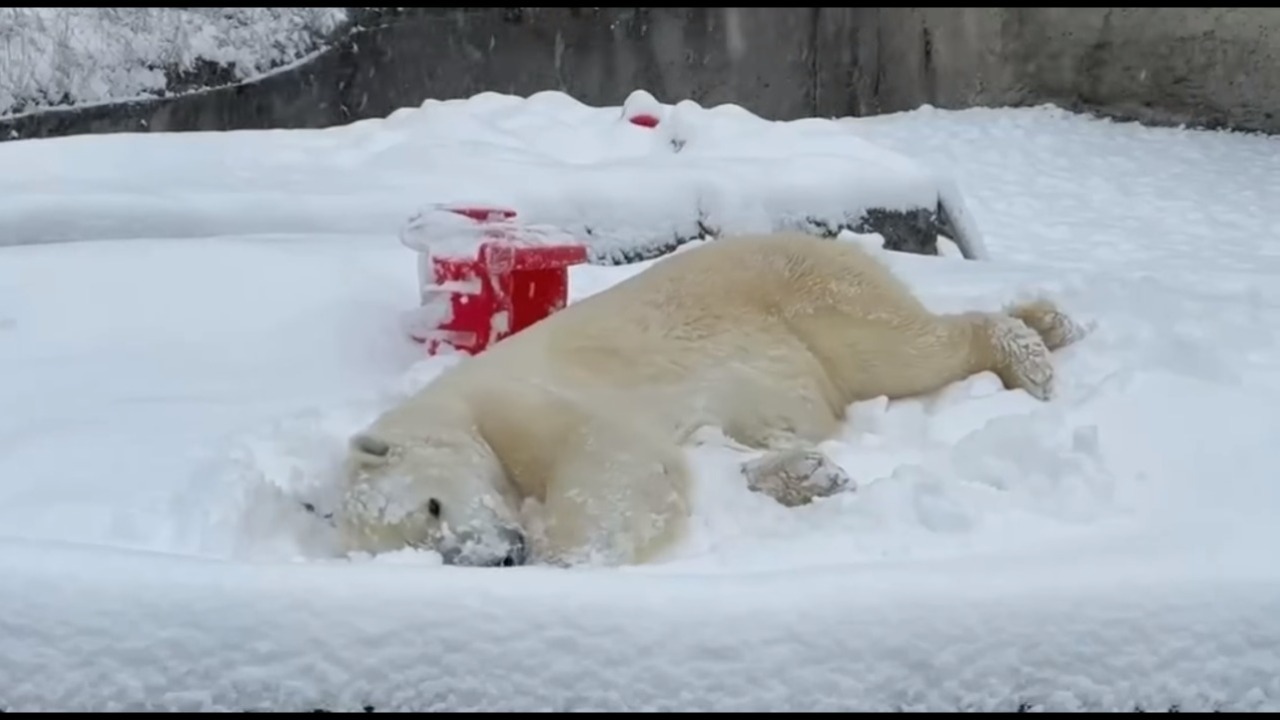 oso polar disfruta la nevada en texas video viral