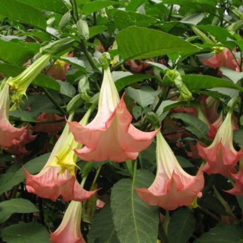 que es el toloache floripondio para que sirve