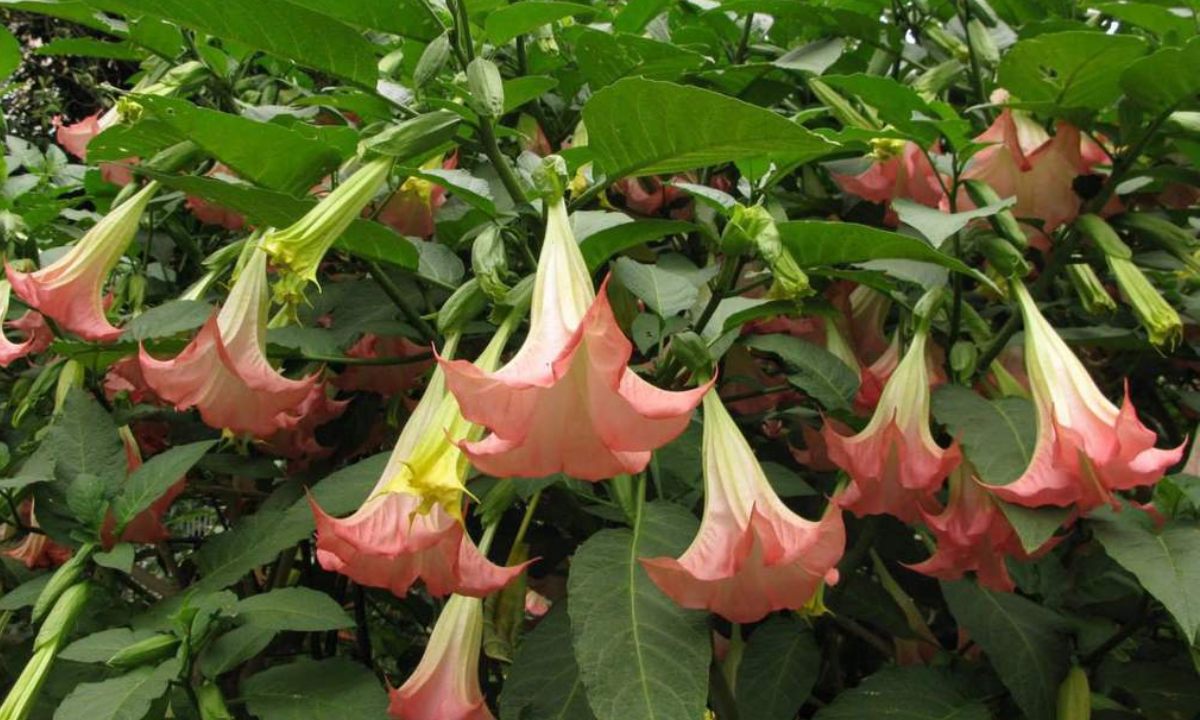 que es el toloache floripondio para que sirve