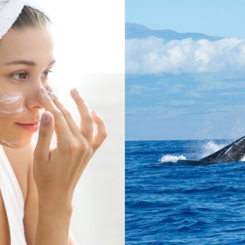 las cremas para el rostro tienen semen de ballena explicacion