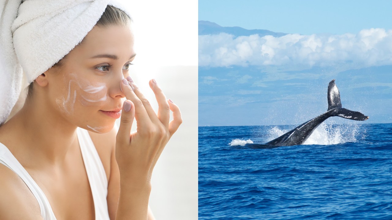 las cremas para el rostro tienen semen de ballena explicacion