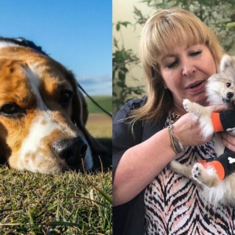 magda rodriguez y tomasito como les afecta a los perros la muerte