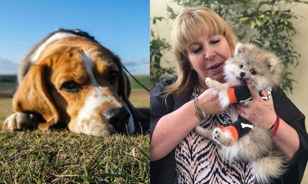 magda rodriguez y tomasito como les afecta a los perros la muerte