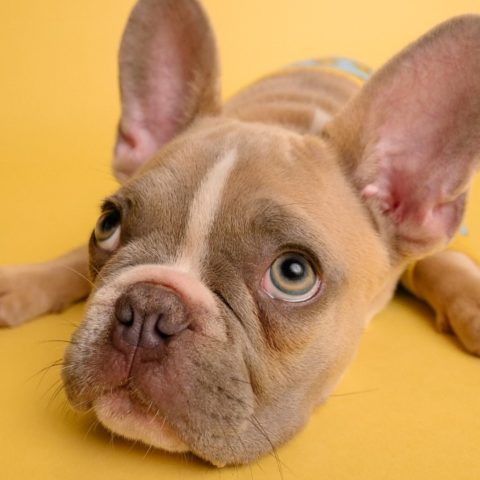 que significa soñar con popo de perro