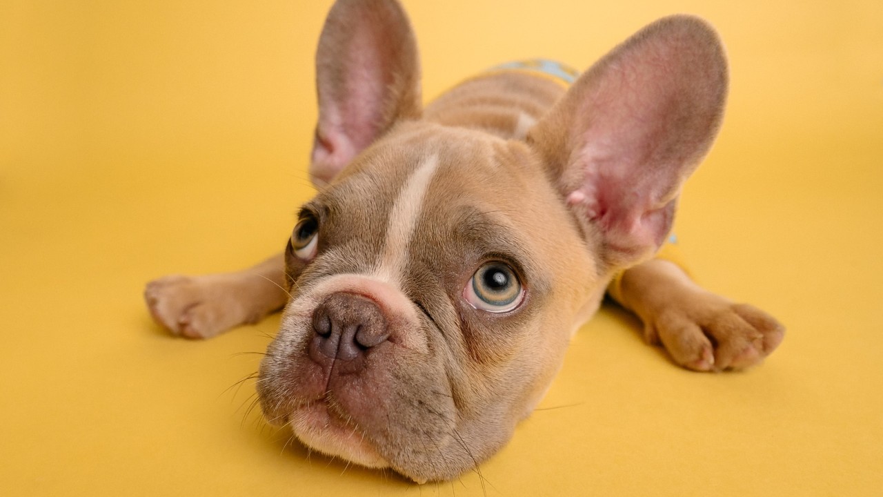 que significa soñar con popo de perro