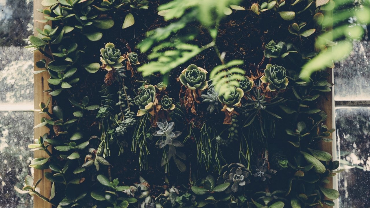 como hacer un jardin vertical de suculentas colgantes