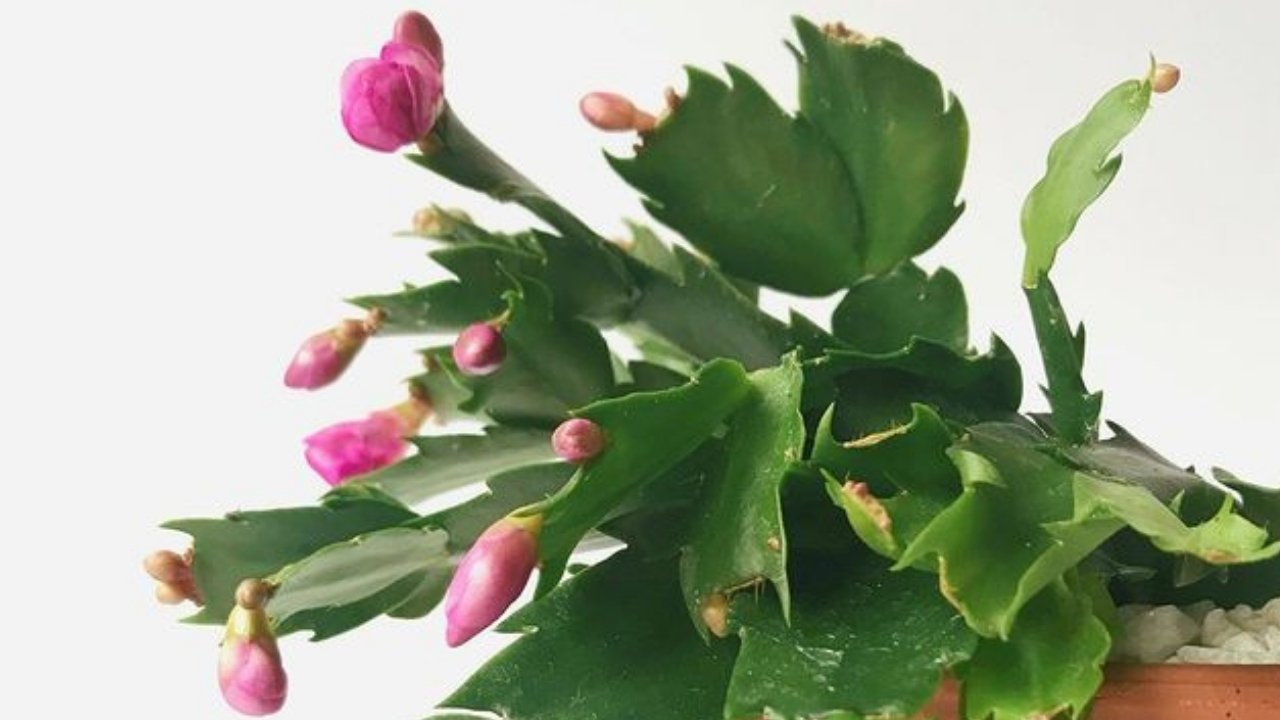 suculentas colgantes cactus de navidad