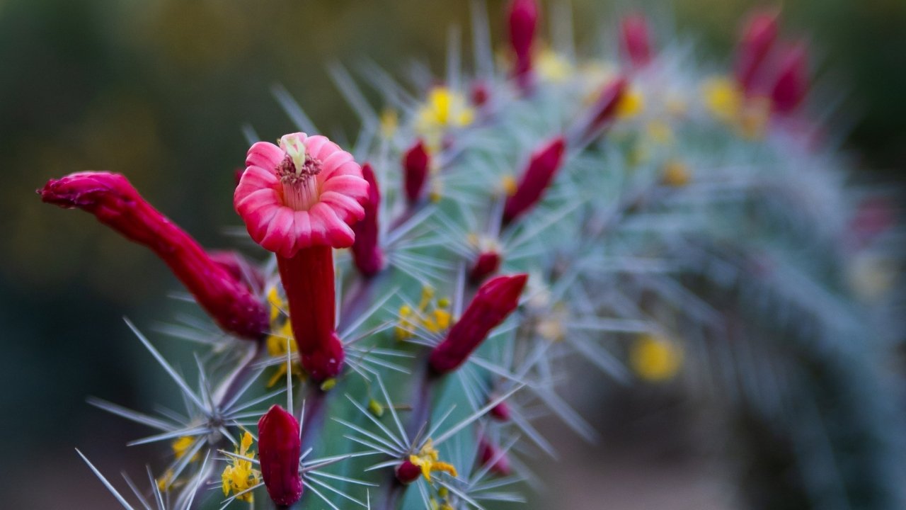 Suculentas colgantes con flor fotos 