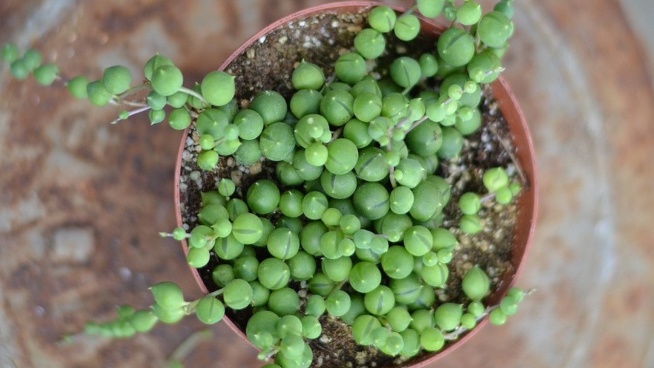 Suculentas colgantes rosario 