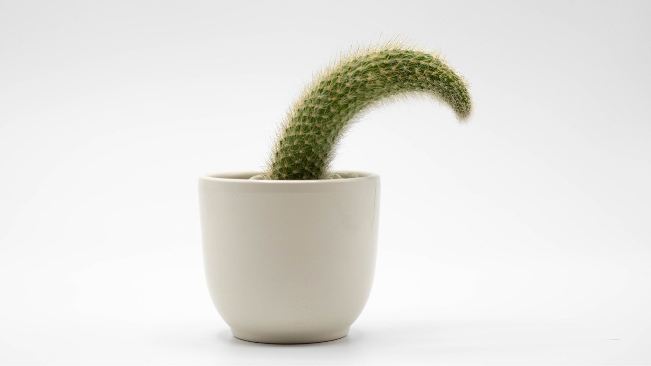 suculentas colgantes cola de mono