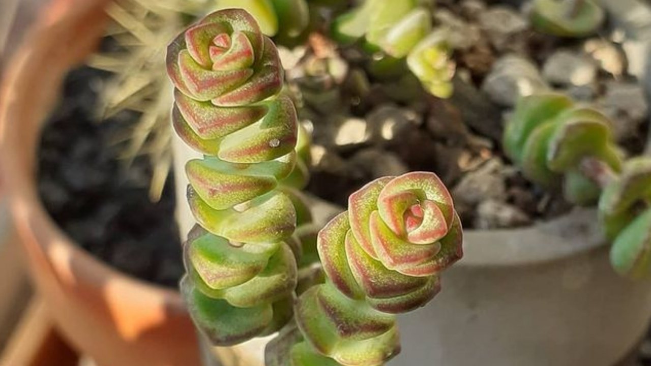 suculentas colgantes planta de jade 