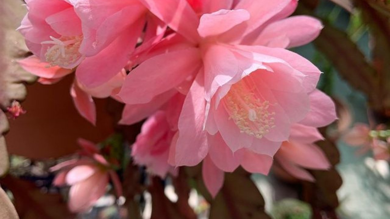 suculentas colgantes cactus orquidea