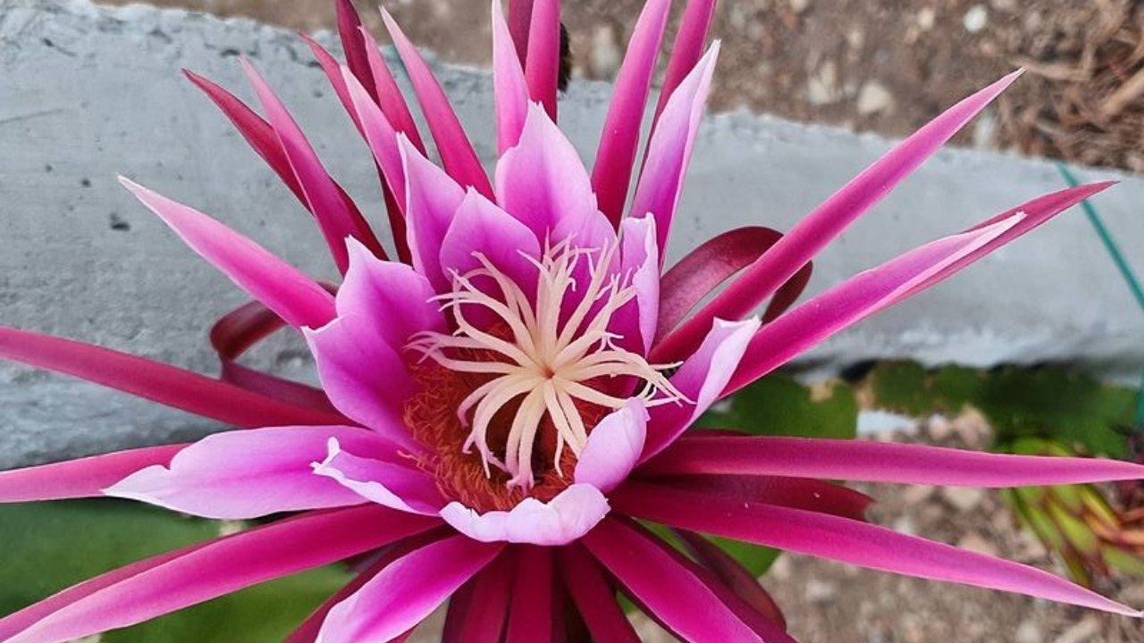 suculentas colgantes pitahaya 