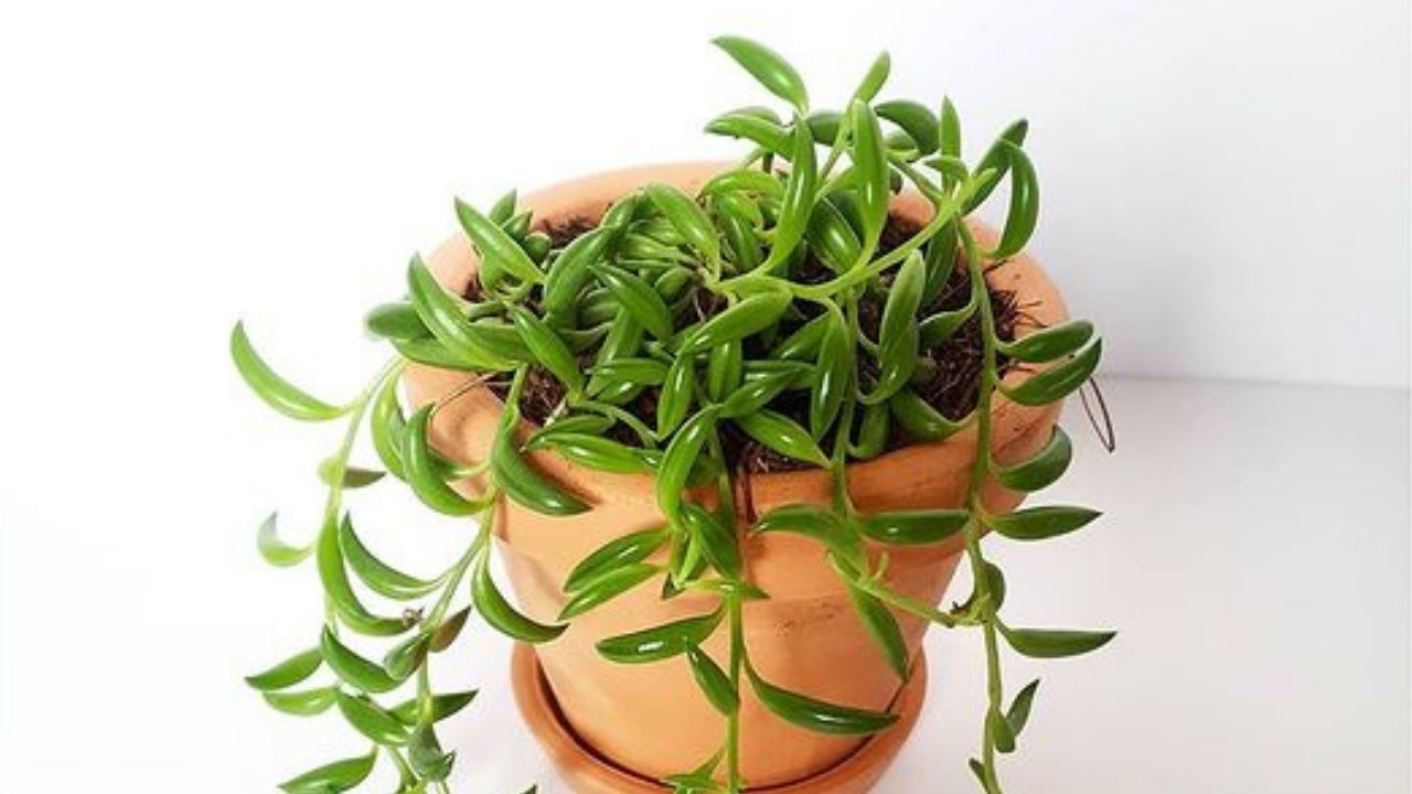 tipos de suculentas cadena de platanos