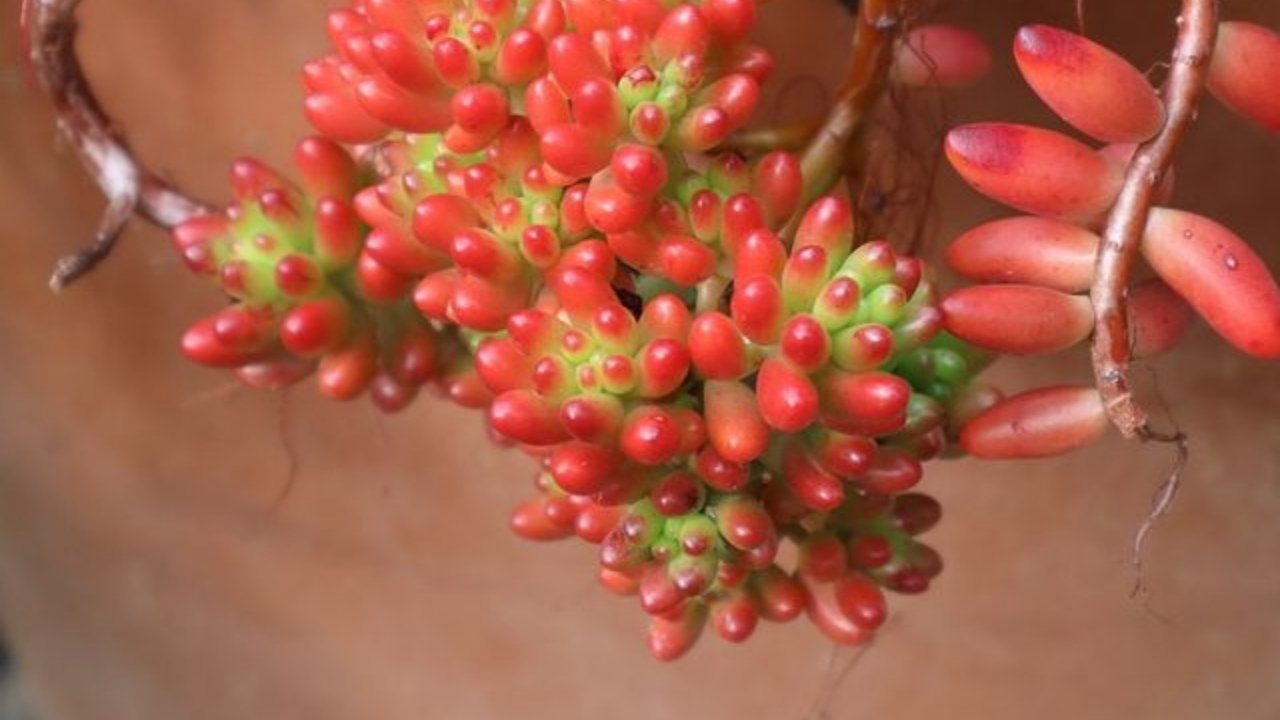 suculentas colgantes sedo rojo