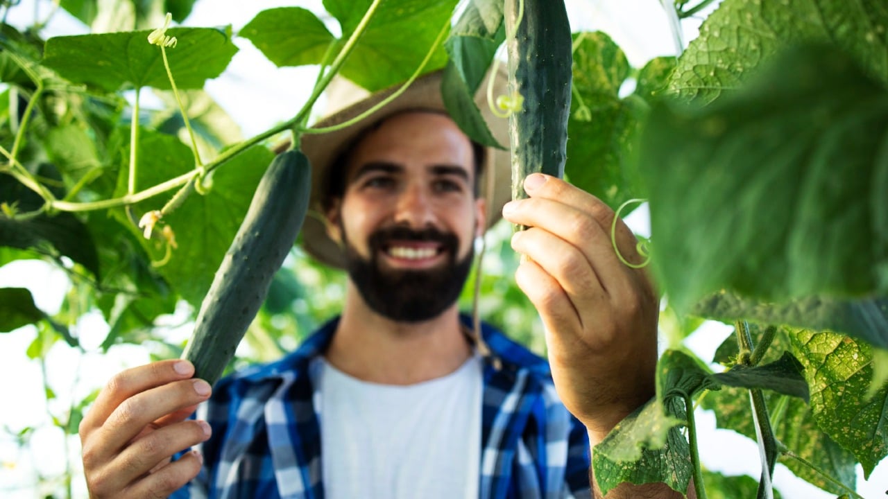 frutas que puedes cultivar en abril pepinos
