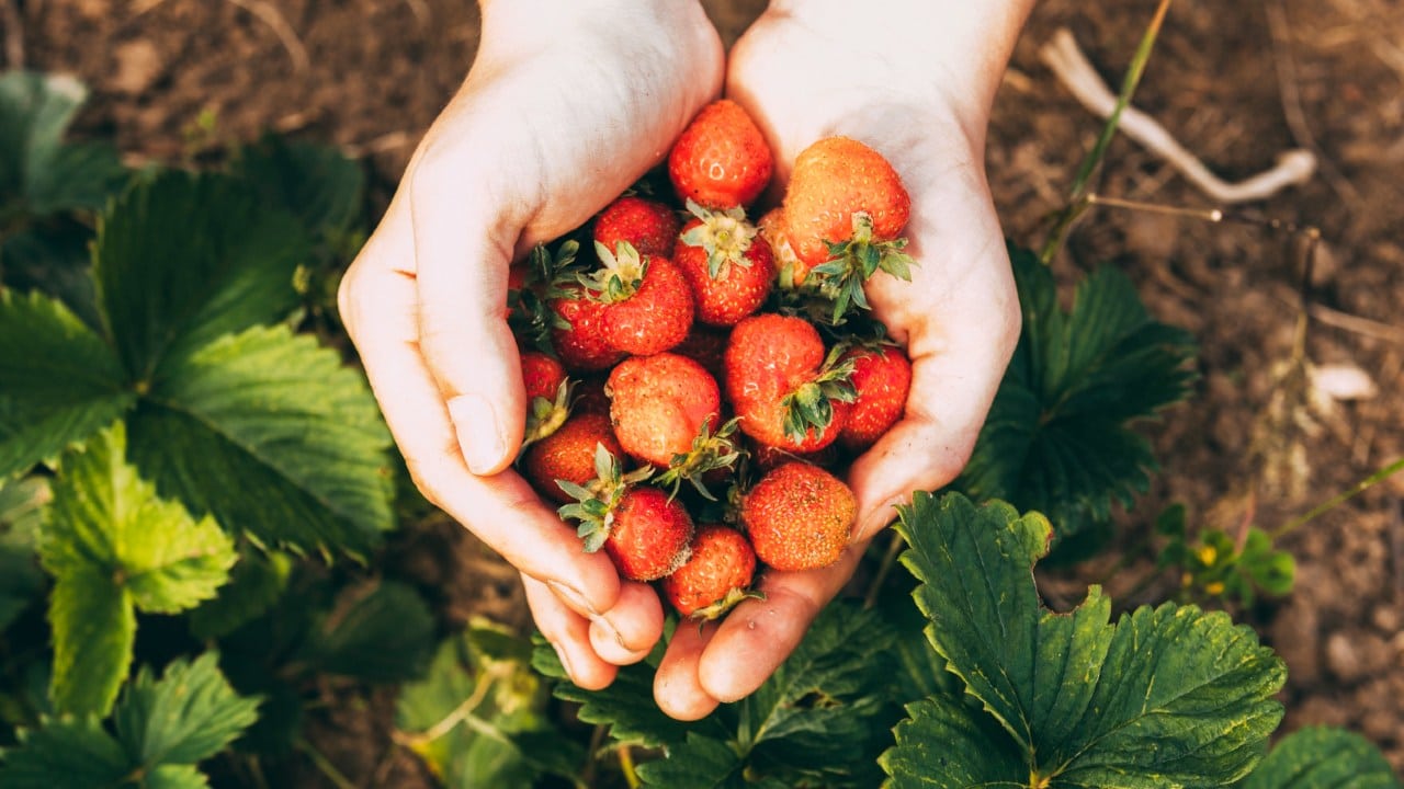 frutas que puedes cultivar en abril fresas