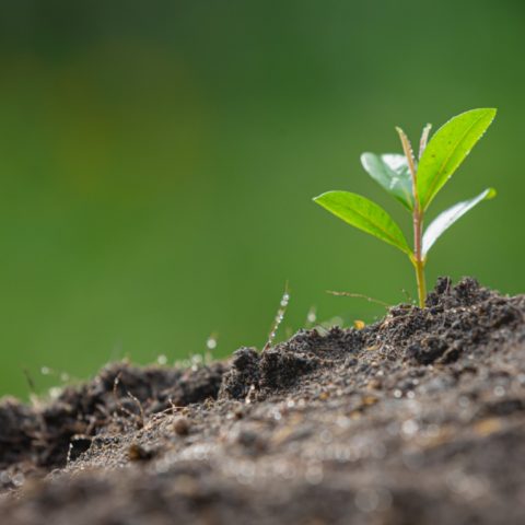 frutas que puede cultivar en abril sandía