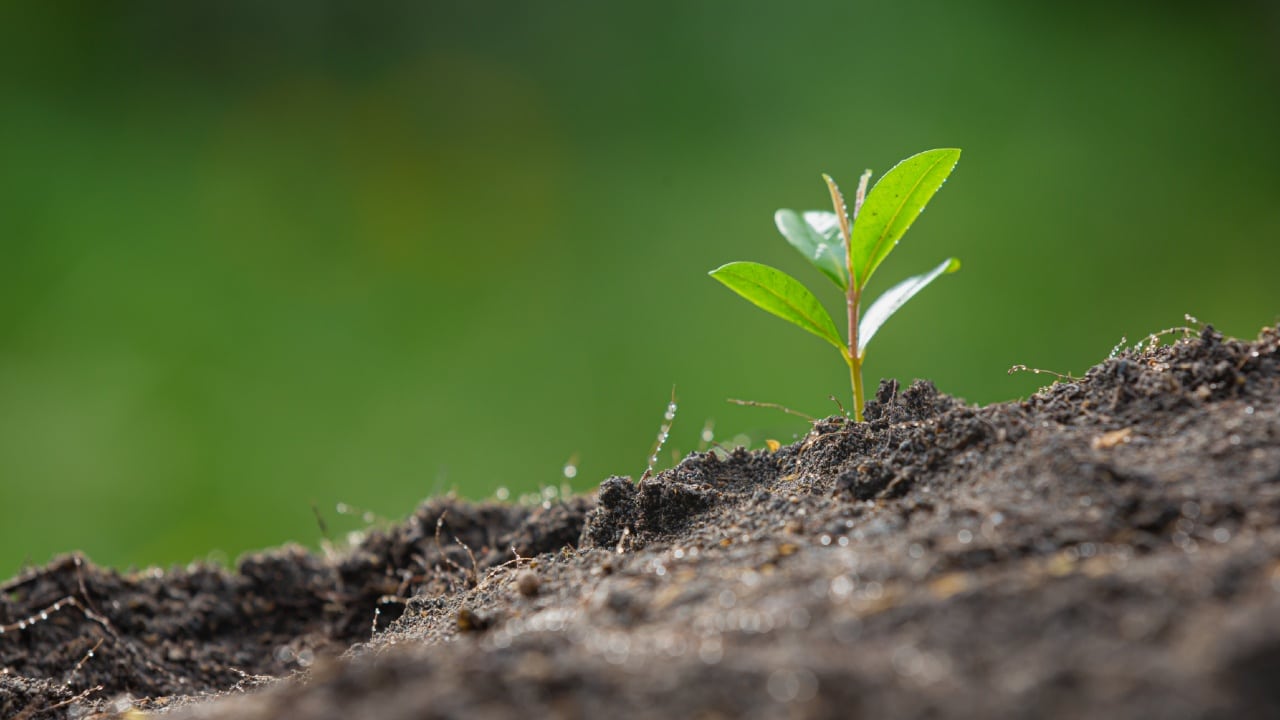 frutas que puede cultivar en abril sandía