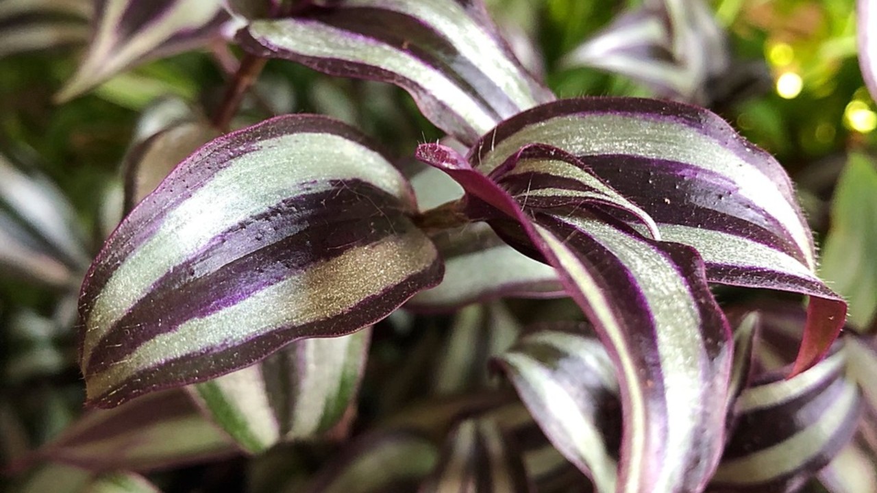 jarrones con agua plantitas casa hogar decoración