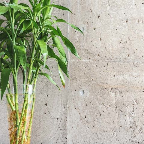 plantas jarrones con agua para decorar hogar