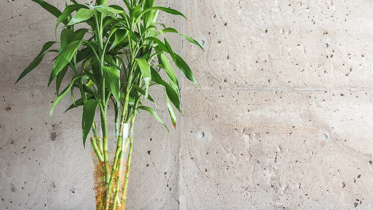 plantas jarrones con agua para decorar hogar