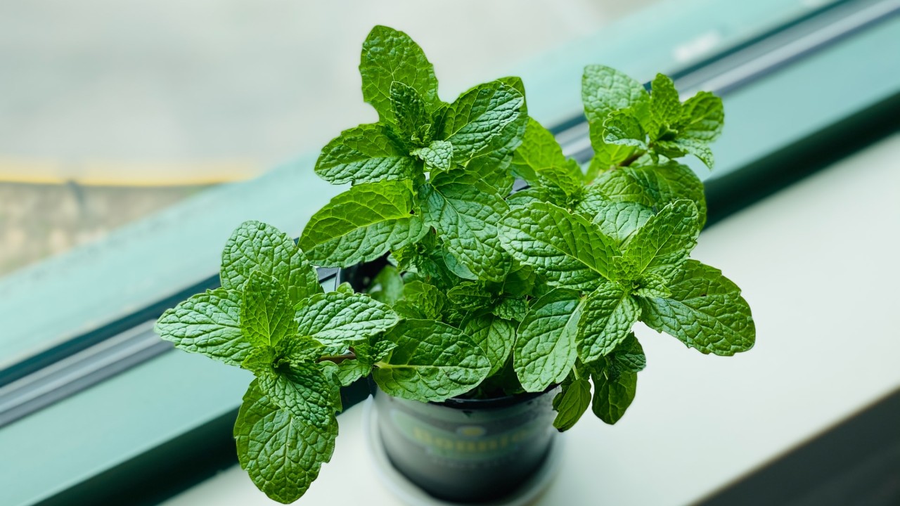 aceite de menta para evitar caida del pelo