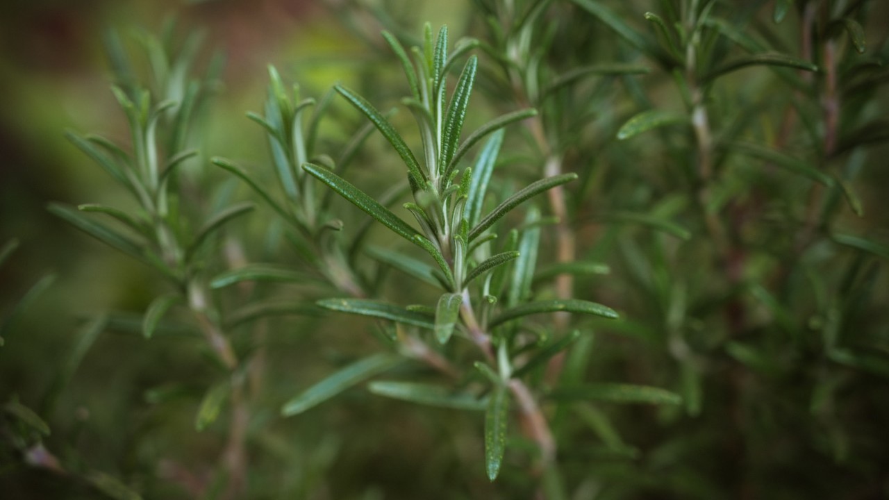 aceite de romero para evitar caida de cabello