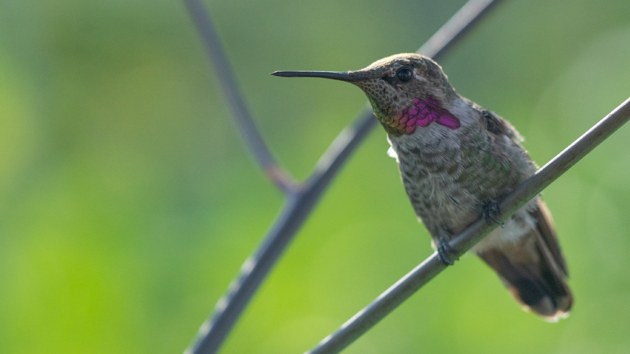 atrae colibríes a tu jardín aves