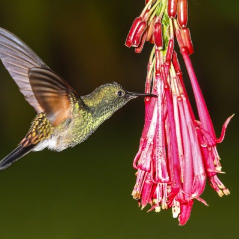 atrae colibríes a tu hogar con estas flores