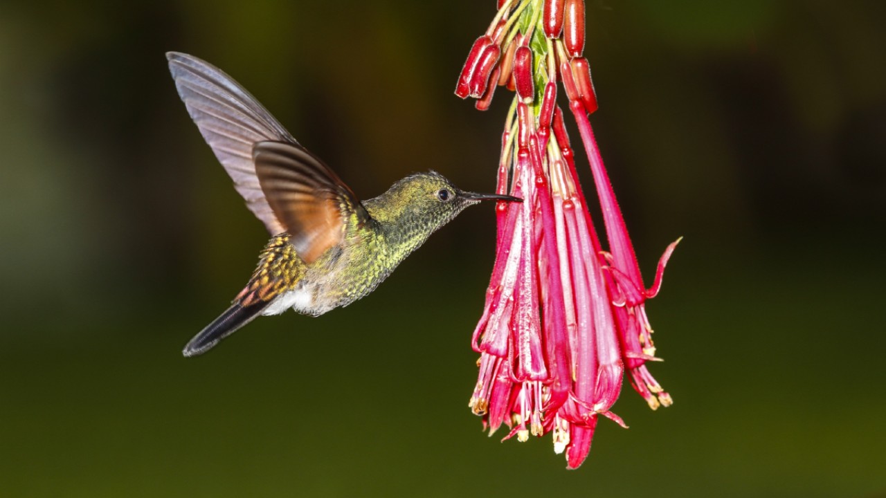 atrae colibríes a tu hogar con estas flores
