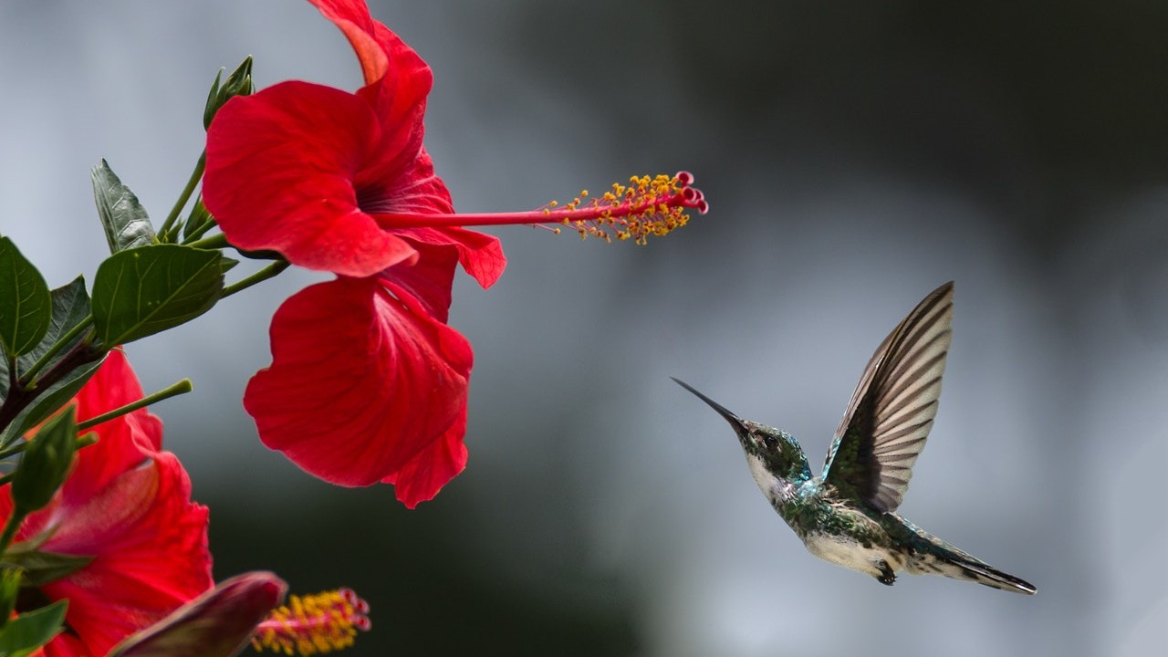 polen efectos del polvo en SARS-CoV-2