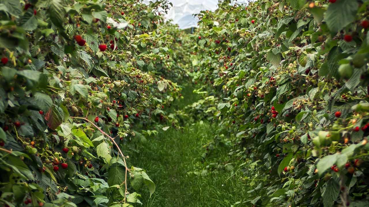 como cultivar frambuesas paso a paso