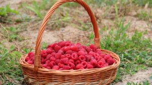 como cultivar frambuesas en casa