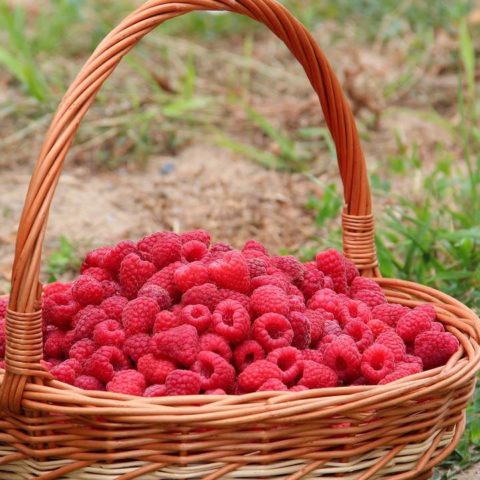 como cultivar frambuesas en casa