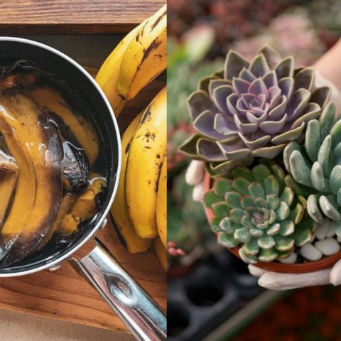 té de cáscara de plátano fertilizante para plantas casero