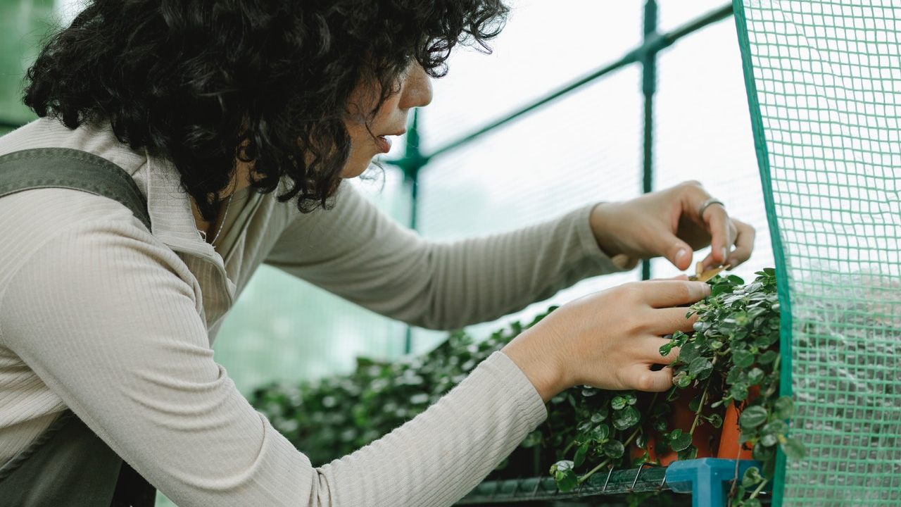 como hacer mini invernadero casero
