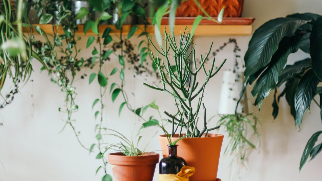 plantas de interior resistentes