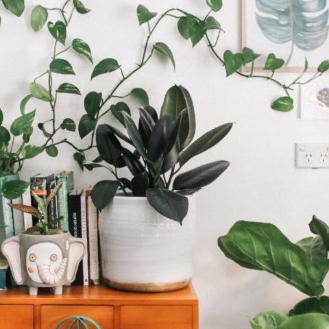 plantas de interior recomendaciones