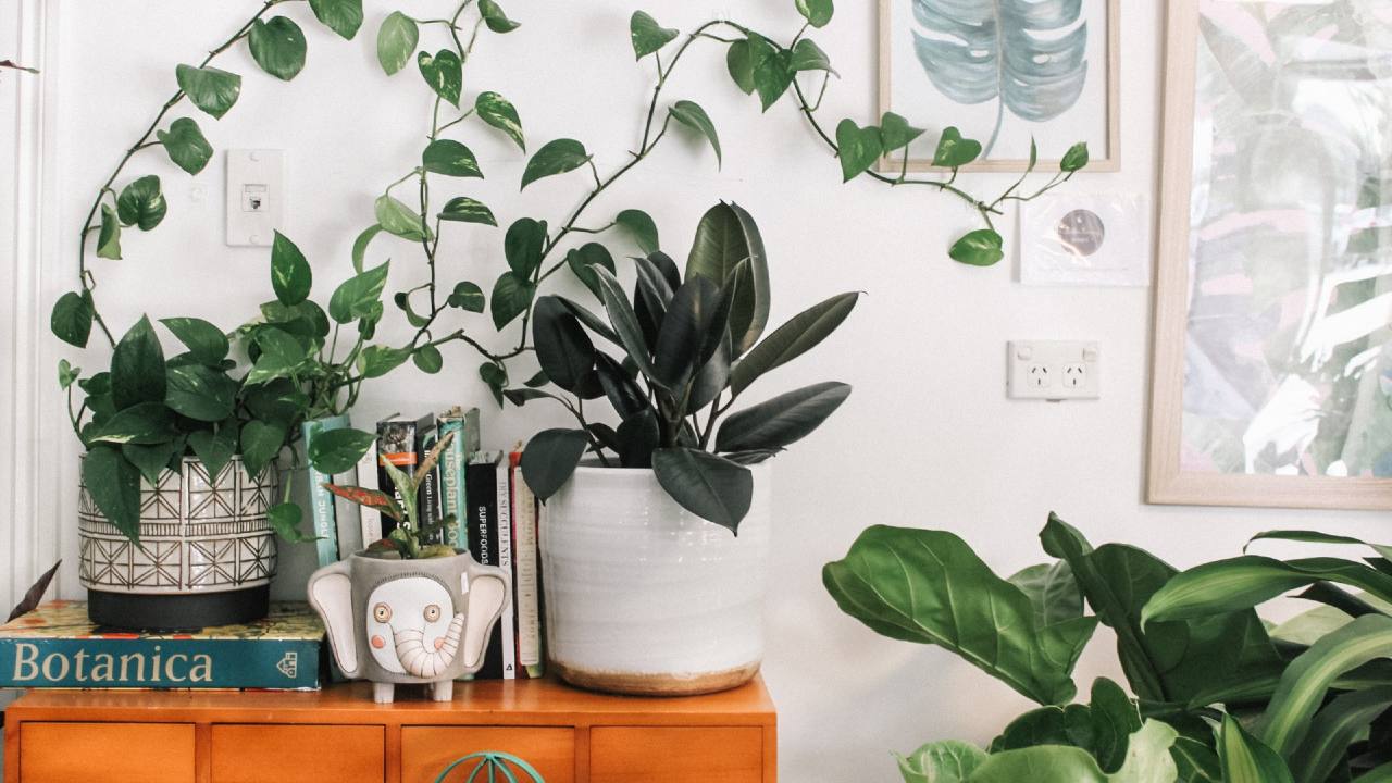 plantas de interior recomendaciones