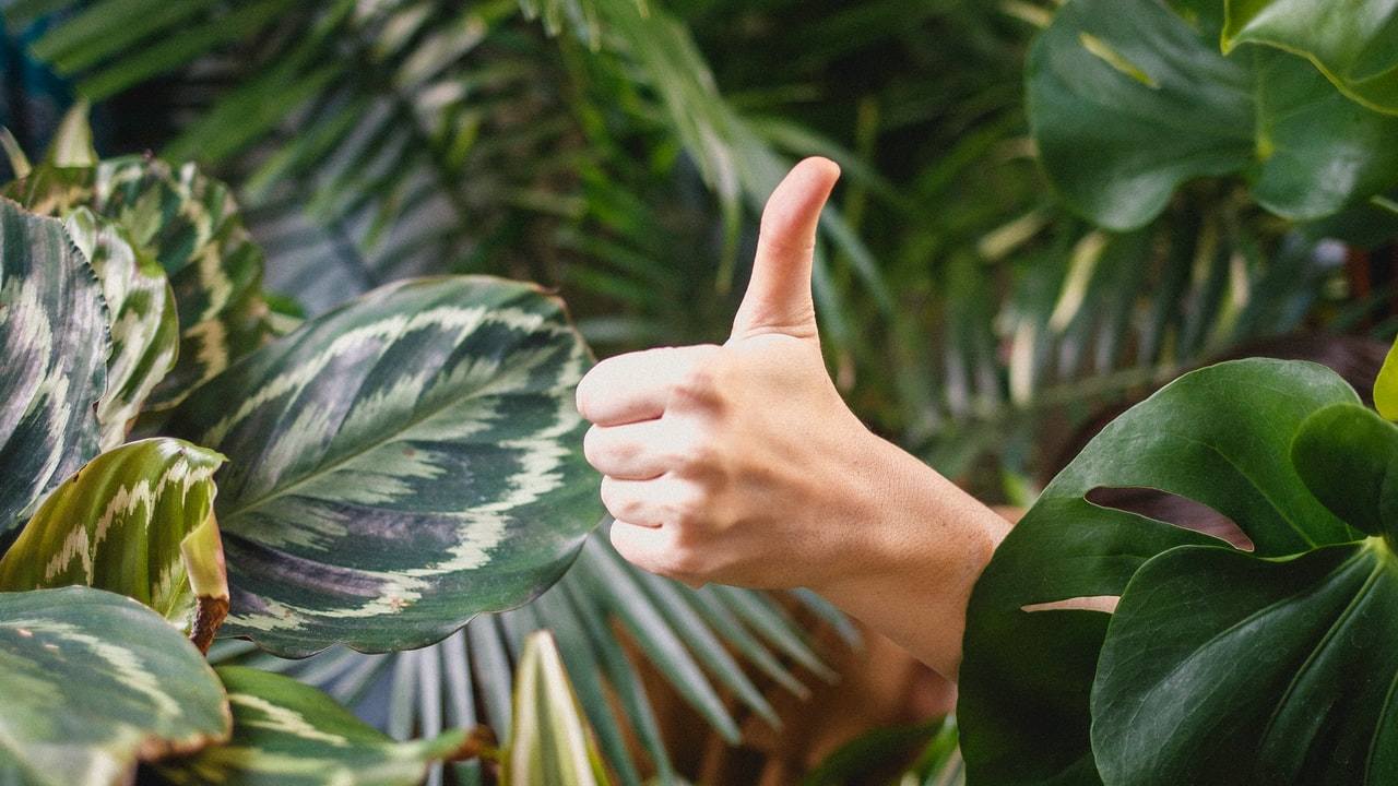 plantas de interior jardinería