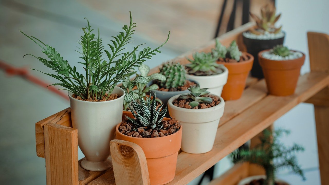 plantas que necesitas hogar segun mes naciste