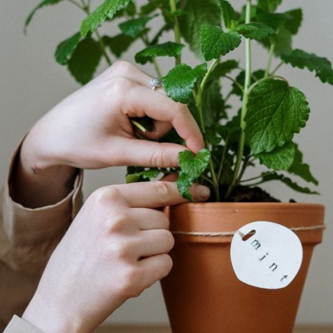 plantas que necesitas hogar segun mes naciste