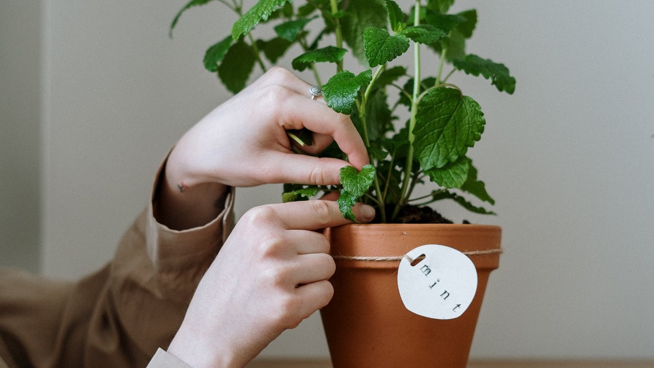 plantas que necesitas hogar segun mes naciste