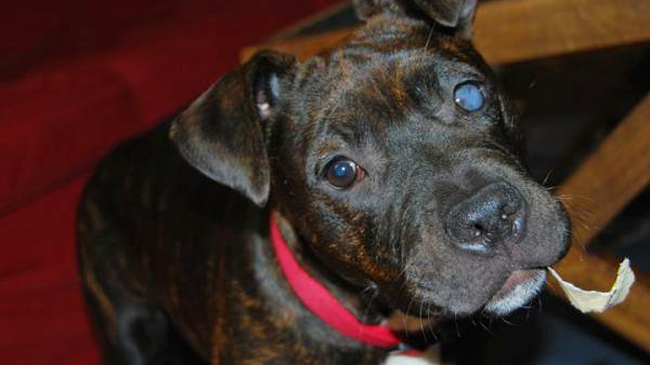 perros glaucoma enfermedad ocular ojos mascotas