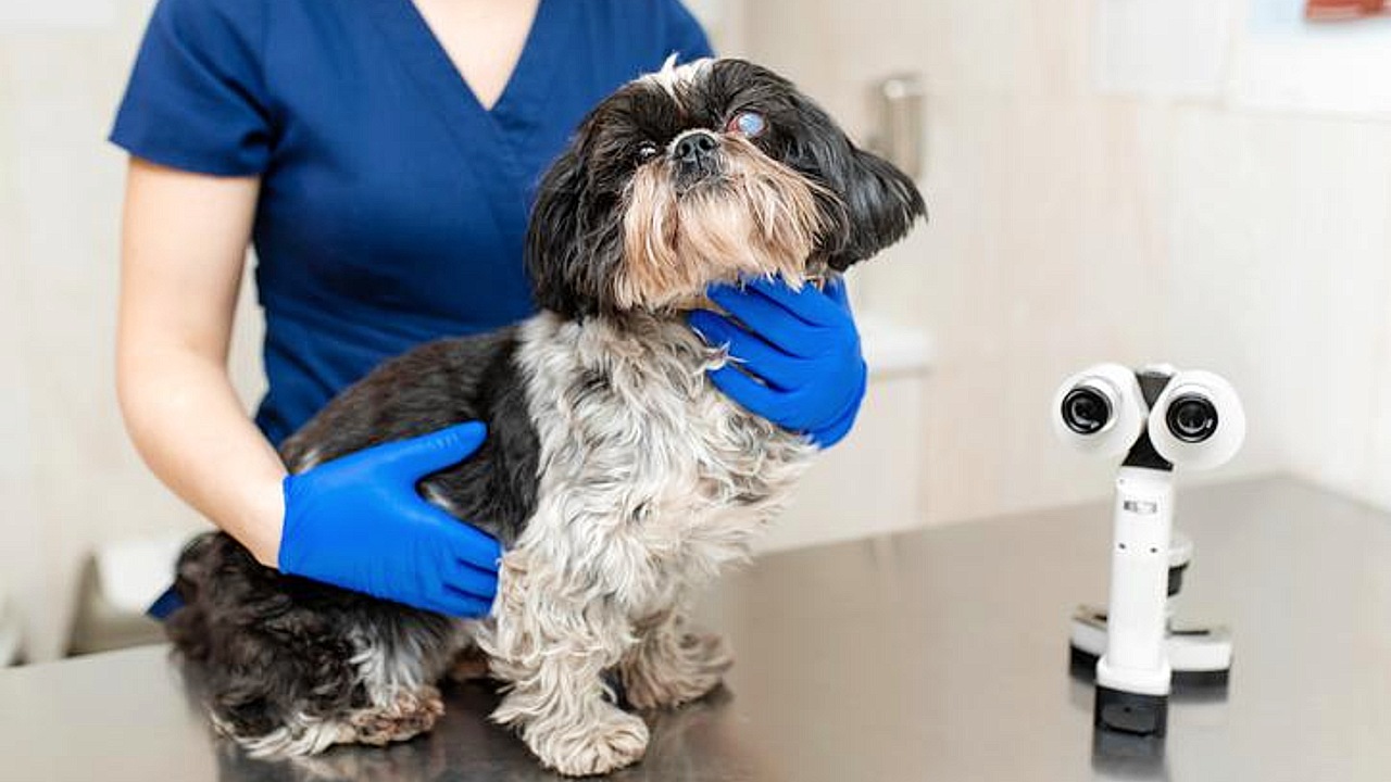 mascotas perros glaucoma veterinario enfermedad